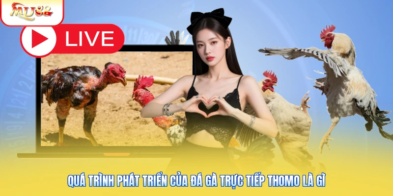 Đá Gà Trực Tiếp Thomo Là Gì? Nguồn Gốc Và Đặc Điểm Nổi Bật 1 Quá trình phát triển của đá gà trực tiếp Thomo là gì